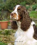 English Springer Spaniel 8M15D-05